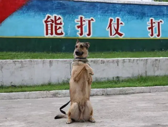 篮球老将如何通过瑜伽提升柔韧性_2